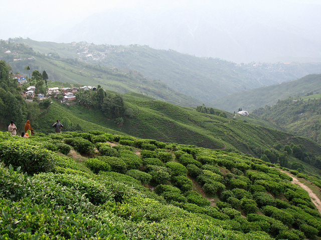 darjeeling