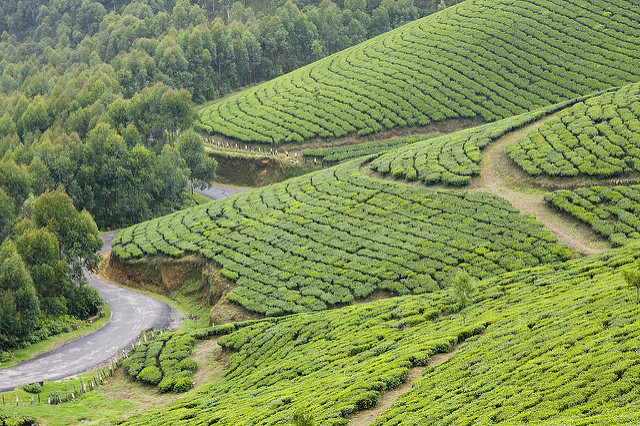 munnar